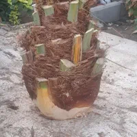 قطع نخل رایگان