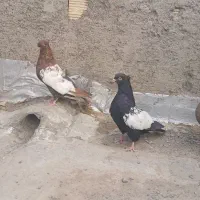 سینه ای|پرنده|لنجان, |دیوار