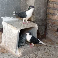 کفتر ساده