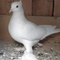کبوتر یاهو نر