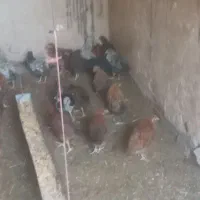 جوجه جهادی