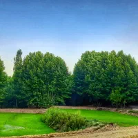 نشا برنج کوهمره