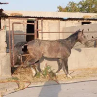 اسب عرب