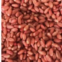 فروش گندم بذر اوکراینی
