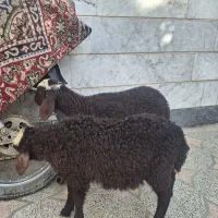 بره|حیوانات مزرعه|هشتگرد, شهرک وحدت|دیوار