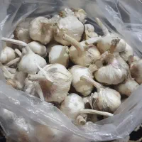 سیر