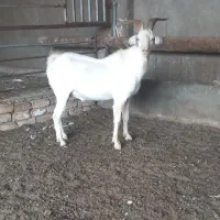 کل سانن