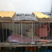 قفس پرنده