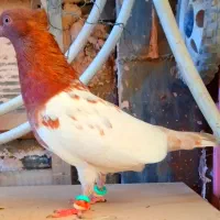 رنگه و آلمانی و صید