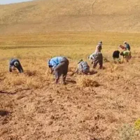 کارگر نخود چیدن هستیم با اکیپ زرنگ و کاری