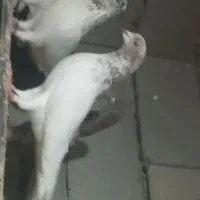 کبوتر باخ رفته