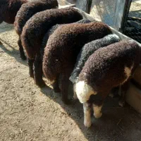 بندرترکمن روستایقرهسو