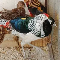 پرنده|حیوانات|شیراز, امام حسین|دیوار