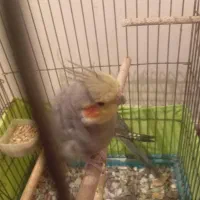 عروس هلندی نر و ماده