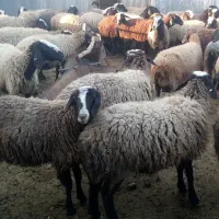 40عدد بره نر سرحال