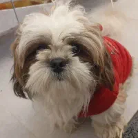 شیتزو سوپر فلت