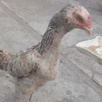 مرغ لاری نژاد دار فروشی