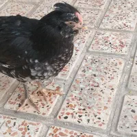 یک عددخروس گلین