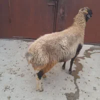 بز و گوسفند پروار کارزان