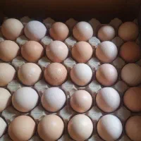 تخم مرغ محلی