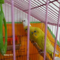 3 عدد مرغ عشق