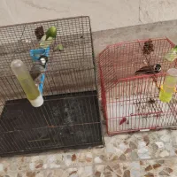 ۲عدد قناری خوش صدا