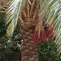 نیازمند کارگر درخت تکان