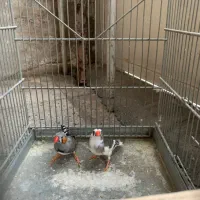 ۱۷ عدد فنچ مولد و زیبا