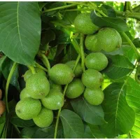 نهال اصلاح شده تاپنچ ساله ،گلدانی و پیش فروش نهال
