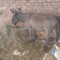 خر ماده فروشی