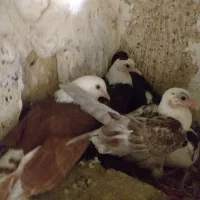 کفتر جفتگاه پرش همه ضمانتی