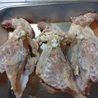 استخوان گردن و سینه مرغ روز