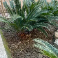 تعدادی سیکاس