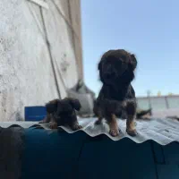 سگ پاکوتاه