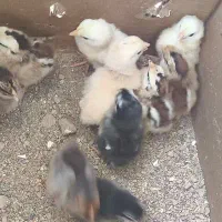 جوجه گلین سه روزه درجه یک