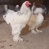 فروش تخم نطفه داربرهماوگلپایگانی ولاری دورگه درشت