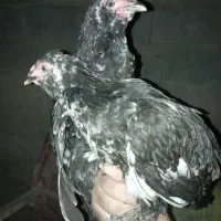 خروس‌گلین