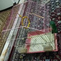 فنج|پرنده|اردبیل, |دیوار