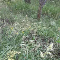 باغ واقع در روستای ورزن جاده چالوس