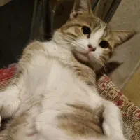 گربه