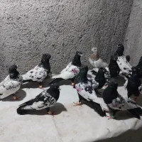 فروش تعداد۱۲عددکبوتربال سفید