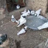 حدود ۶۰ عدد کبوتر بهفروش میرسد قیمت توافقی