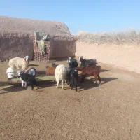 بز جوان شیرا بزغاله بزرگ