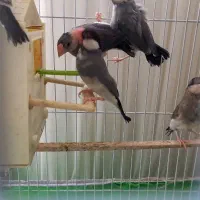 فنج نرگسی جاوا