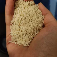 برنج هاشمی اصل کیلویی 410، نیم دانه موجود