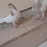۲ تا کفتر خوب معاوضه سهره