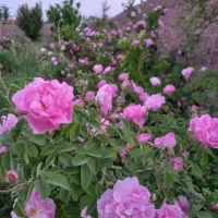 فروش نهال گل محمدی نژاد بدون خار اصلاح شده