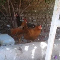 مرغ محلی وخروس