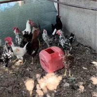 تعداد ۲۰قطعه خروس گلین سرحال