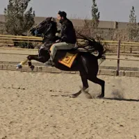 اموزش سوارکاری